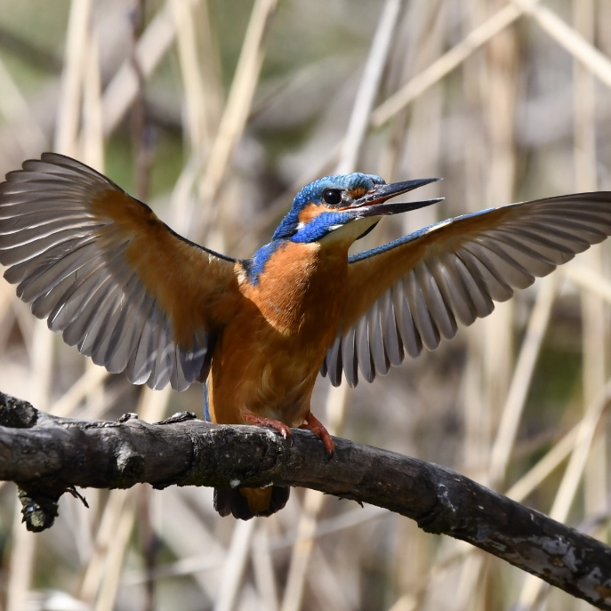 Eisvogel