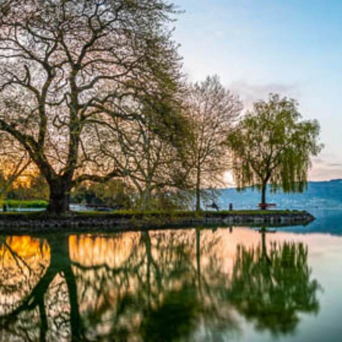 Baumspiegelung im See