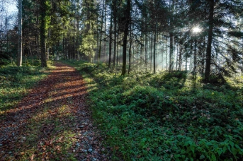 Mit den neuen Verhaltensregeln setzt der Kantonsrat ein deutliches Zeichen für den Schutz des Waldes,  ohne eine angemessene Waldnutzung einzuschränken. Wald Baarburg, Bild: Andreas Busslinger