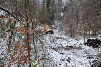 Foto 4_Waldschneise mit umgeknickten Bäumen