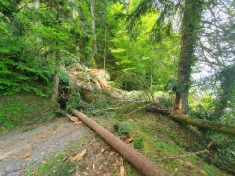 Foto 1: Umgeknickte Bäume versperren den Seeweg