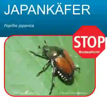 Japankäfer