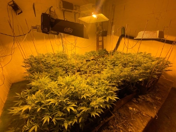 Nach Notruf Hanfindooranlage entdeckt